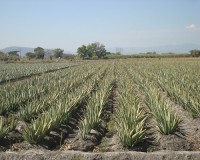 /album/galeria/img9-jpg/